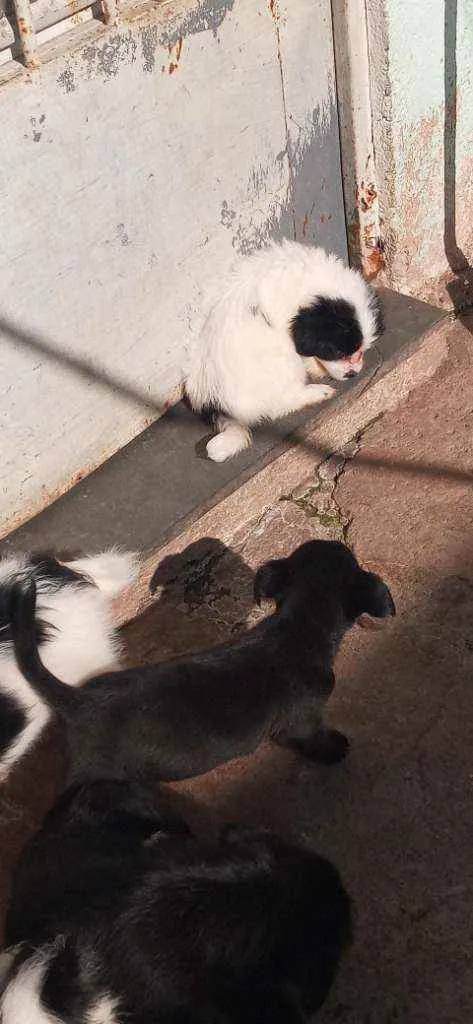 Cachorro raça Lhasa apso idade Abaixo de 2 meses nome Escubi