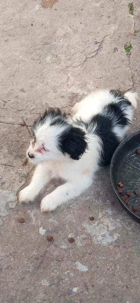 Cachorro raça Lhasa apso idade Abaixo de 2 meses nome Escubi