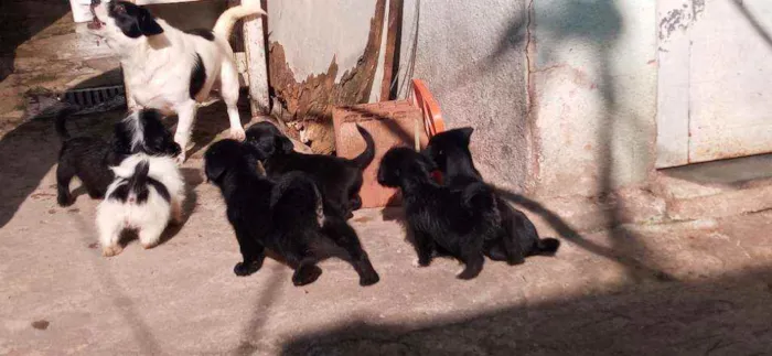 Cachorro raça Lhasa apso idade Abaixo de 2 meses nome Escubi