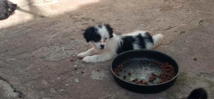 Cachorro raça Lhasa apso idade Abaixo de 2 meses nome Escubi