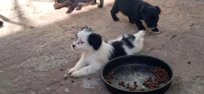 Cachorro raça Lhasa apso idade Abaixo de 2 meses nome Escubi
