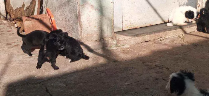 Cachorro raça Lhasa apso idade Abaixo de 2 meses nome Escubi