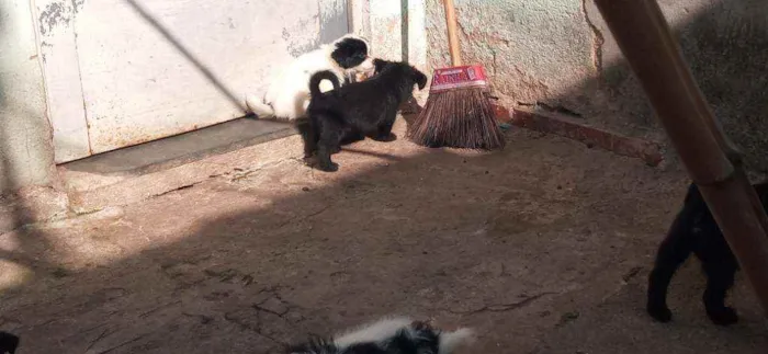 Cachorro raça Lhasa apso idade Abaixo de 2 meses nome Escubi