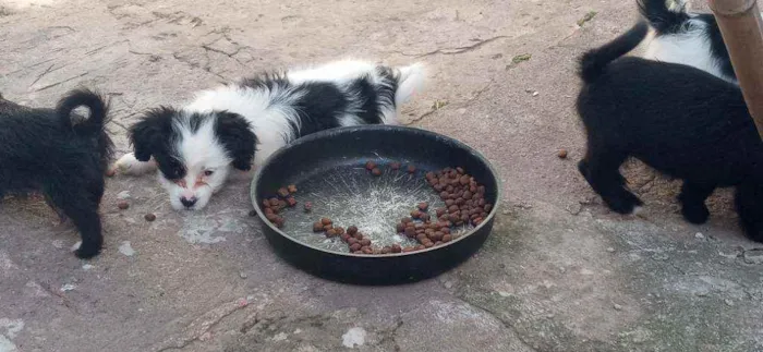 Cachorro raça Lhasa apso idade Abaixo de 2 meses nome Escubi