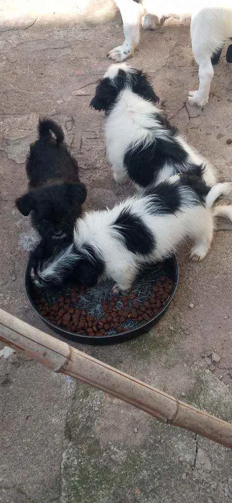 Cachorro raça Lhasa apso idade Abaixo de 2 meses nome Escubi
