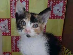 Gato raça Srd idade Abaixo de 2 meses nome Piu piu