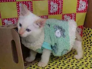 Gato raça Srd idade Abaixo de 2 meses nome Almôndega