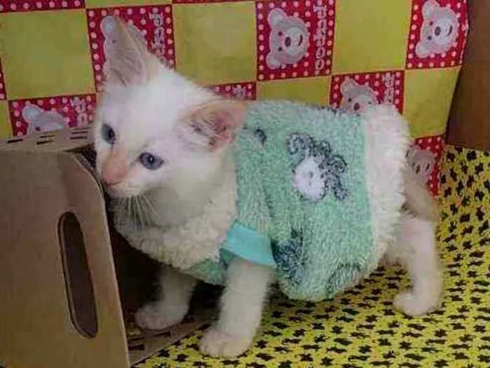 Gato raça Srd idade Abaixo de 2 meses nome Almôndega