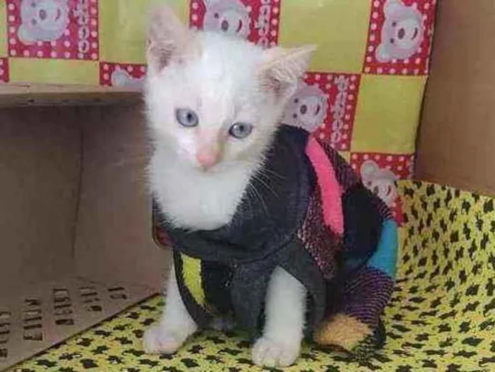 Gato raça Srd idade Abaixo de 2 meses nome Strudel