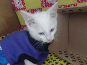 Gato raça Srd idade Abaixo de 2 meses nome Nhoque 