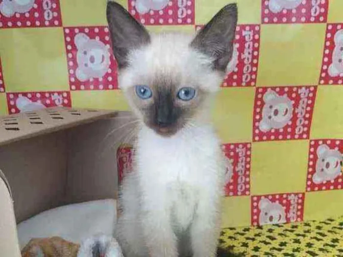 Gato raça Srd idade Abaixo de 2 meses nome Strogonoff