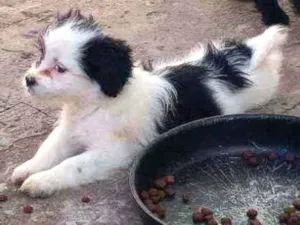Cachorro raça Lhasa apso idade Abaixo de 2 meses nome Escubi