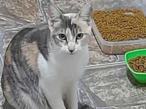 Gato raça Srd idade 7 a 11 meses nome Nina