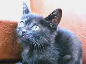 Gato raça  idade Abaixo de 2 meses nome Batman