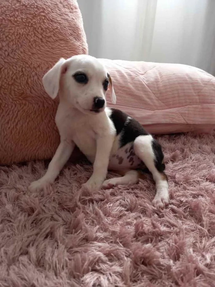 Cachorro ra a  idade 2 a 6 meses nome Não sei 