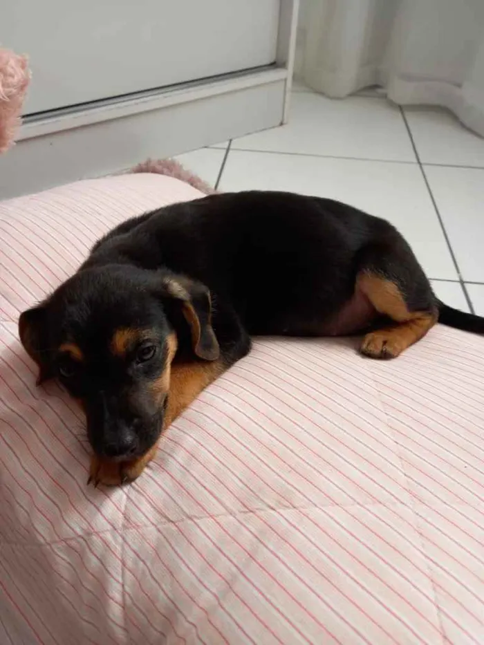 Cachorro ra a  idade 2 a 6 meses nome Não sei 