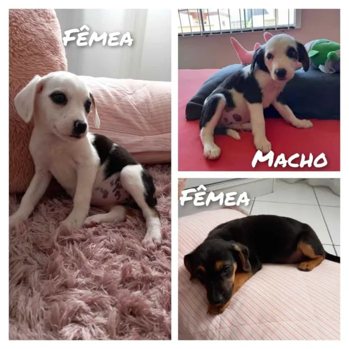 Cachorro ra a  idade 2 a 6 meses nome Não sei 