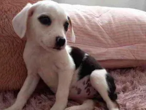 Cachorro raça  idade 2 a 6 meses nome Não sei 