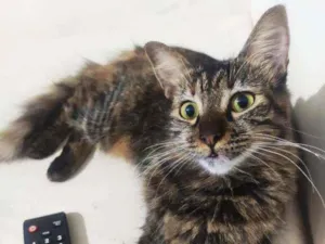 Cachorro raça Srd idade 7 a 11 meses nome ANNA