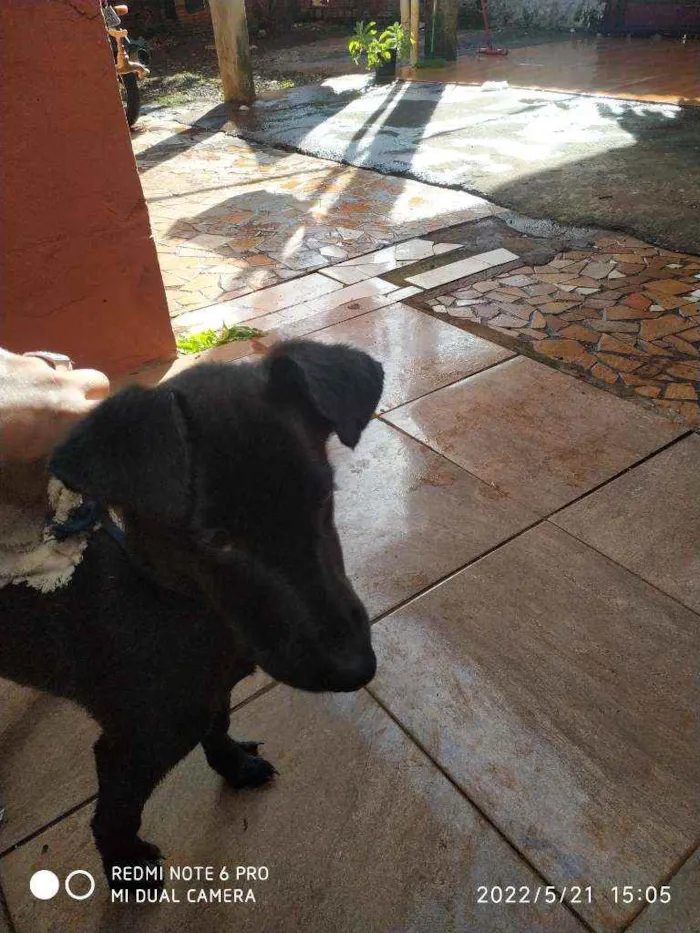 Cachorro ra a Viralata  idade 7 a 11 meses nome Pinduca 