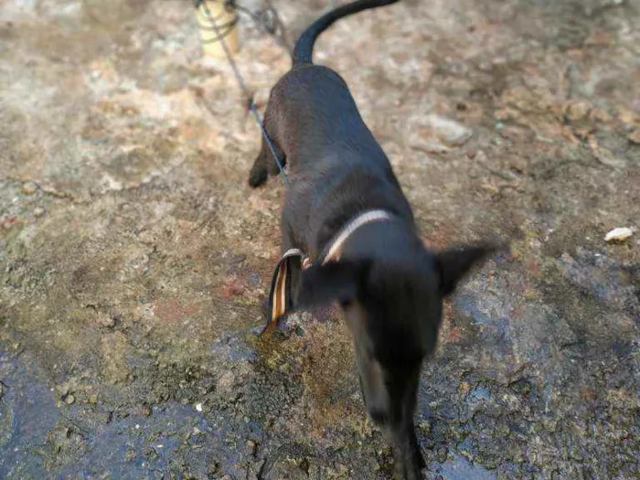 Cachorro ra a Viralata  idade 7 a 11 meses nome Pinduca 