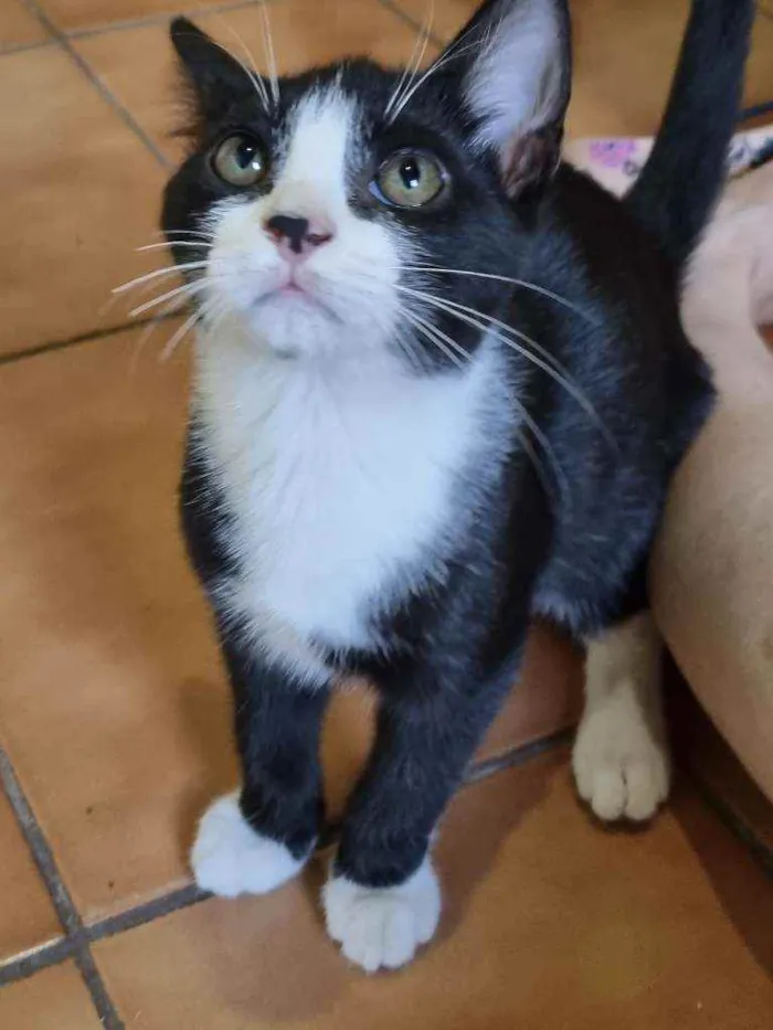 Gato raça Felino SRD idade 2 a 6 meses nome Sansão 