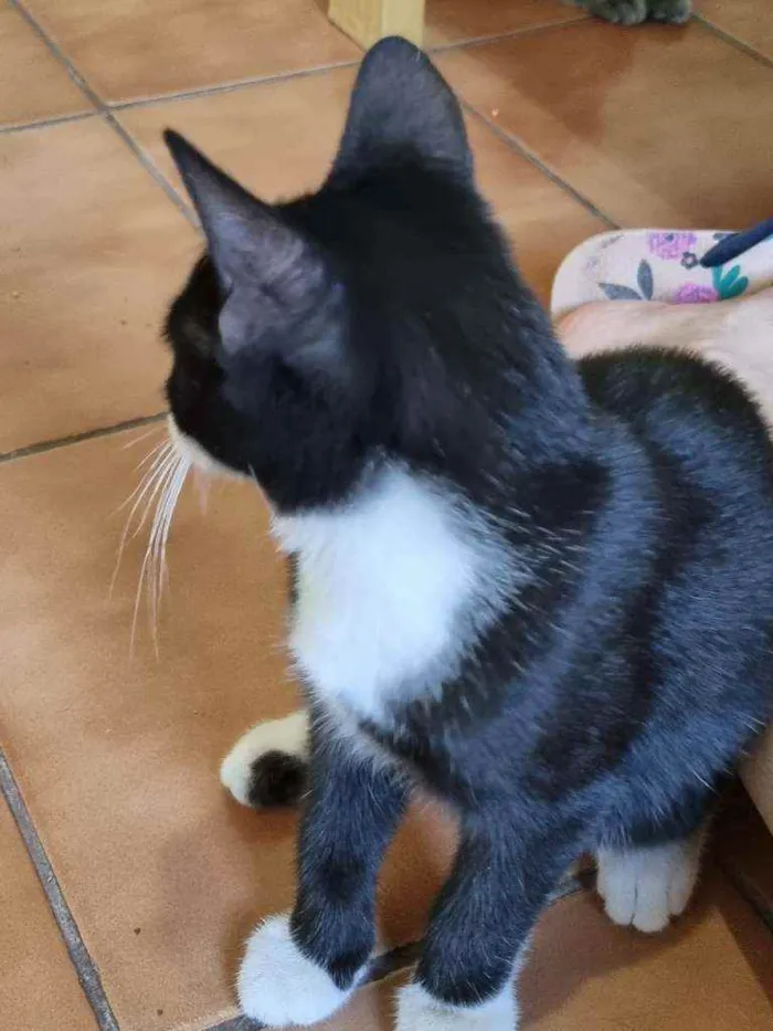 Gato raça Felino SRD idade 2 a 6 meses nome Sansão 