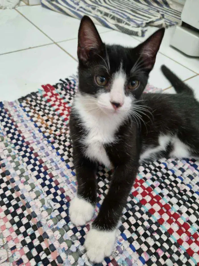 Gato raça Felino SRD idade 2 a 6 meses nome Sansão 