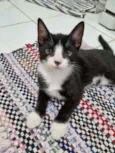 Gato raça Felino SRD idade 2 a 6 meses nome Sansão 