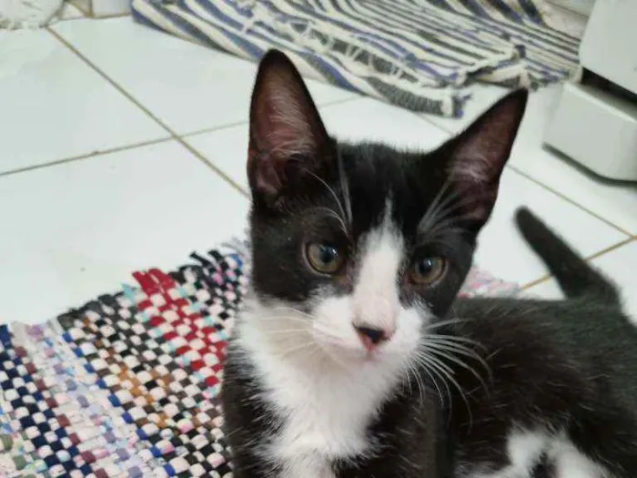 Gato raça Felino SRD idade 2 a 6 meses nome Sansão 