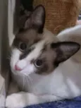Bibinha