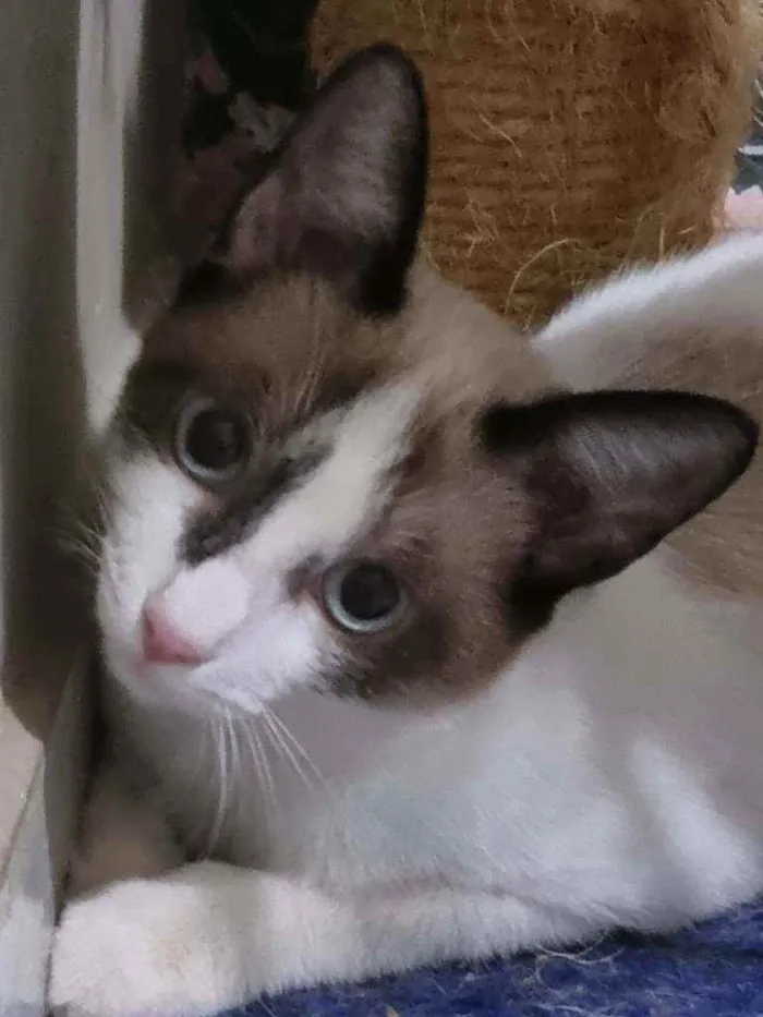 Gato ra a Felino SRD idade 2 a 6 meses nome Bibinha