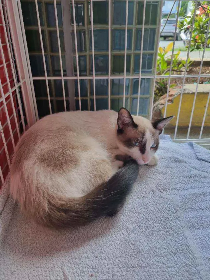 Gato ra a Felino SRD idade 2 a 6 meses nome Bibinha