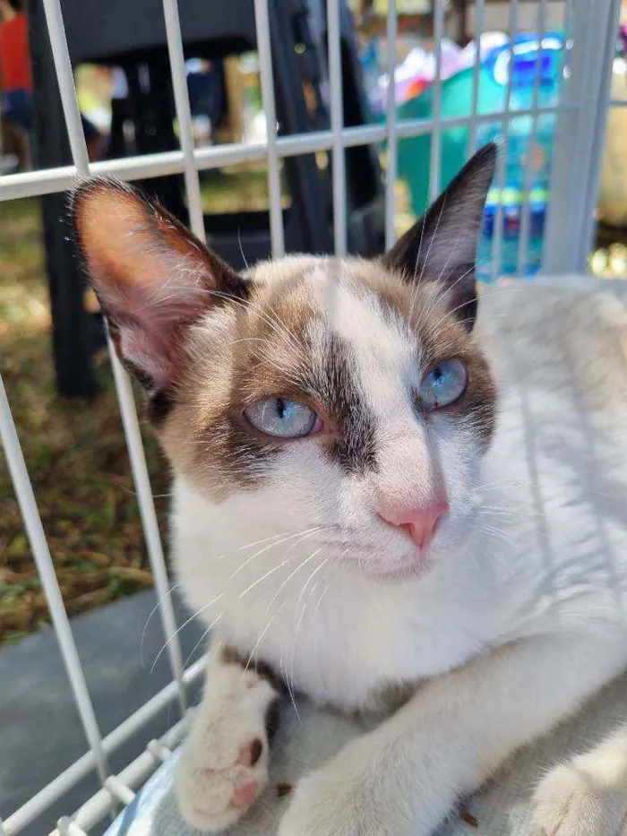 Gato ra a Felino SRD idade 2 a 6 meses nome Bibinha