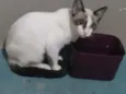 Bibinha