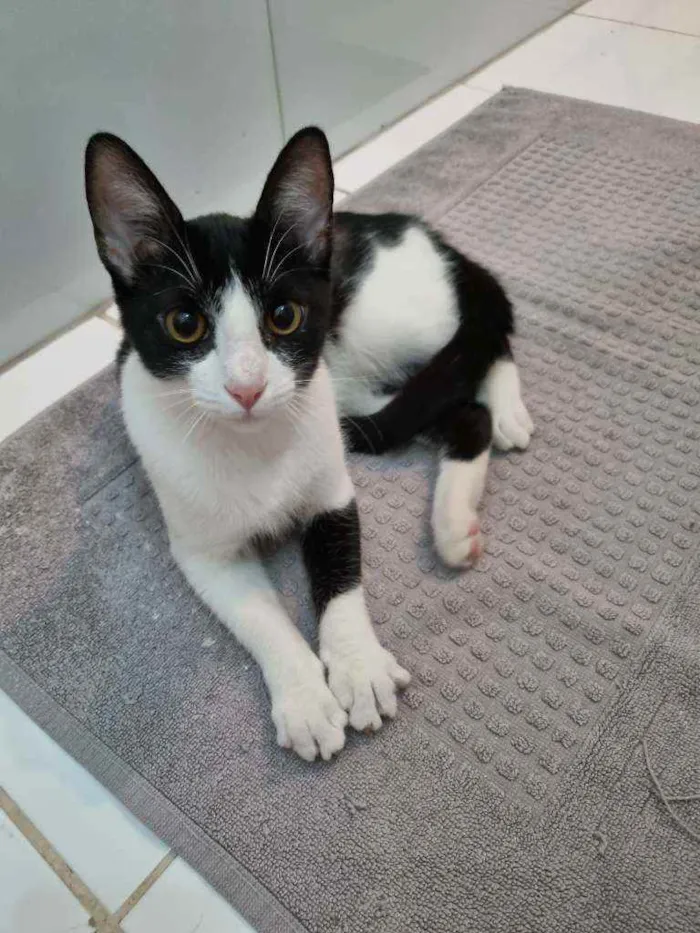 Gato ra a Felino SRD idade 2 a 6 meses nome ALICE