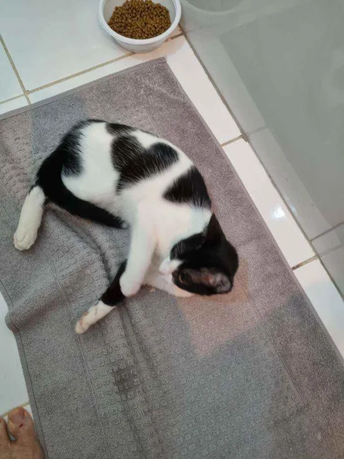 Gato ra a Felino SRD idade 2 a 6 meses nome ALICE