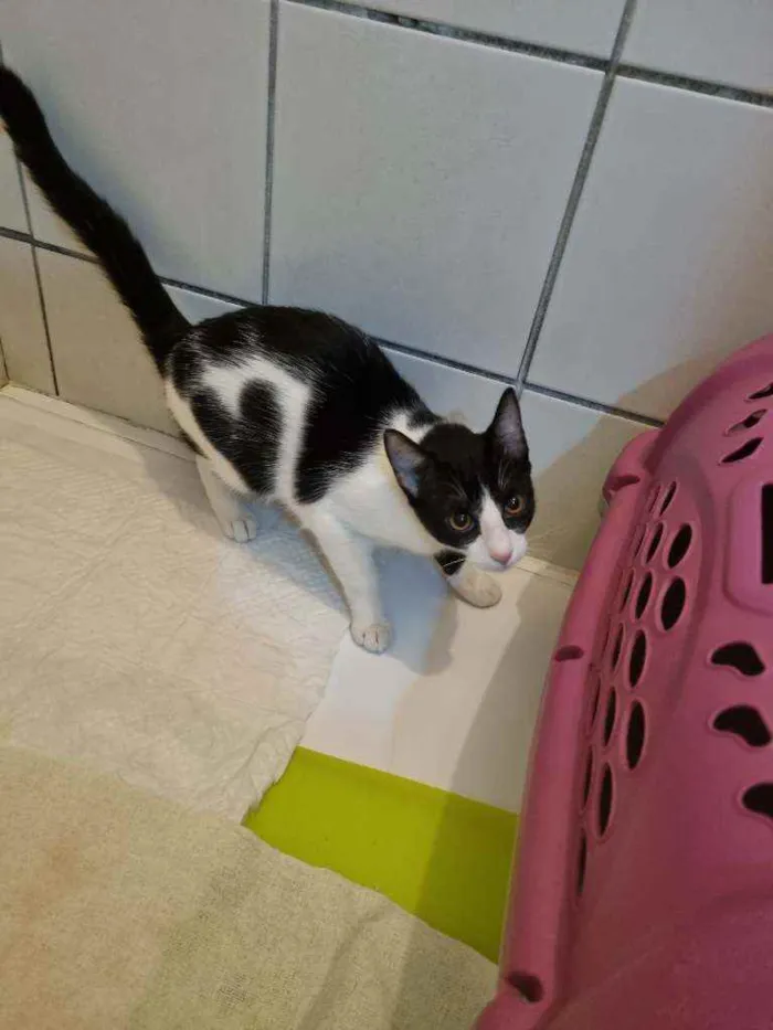 Gato ra a Felino SRD idade 2 a 6 meses nome ALICE