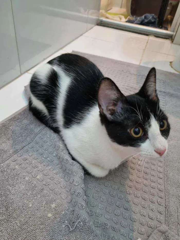 Gato ra a Felino SRD idade 2 a 6 meses nome ALICE