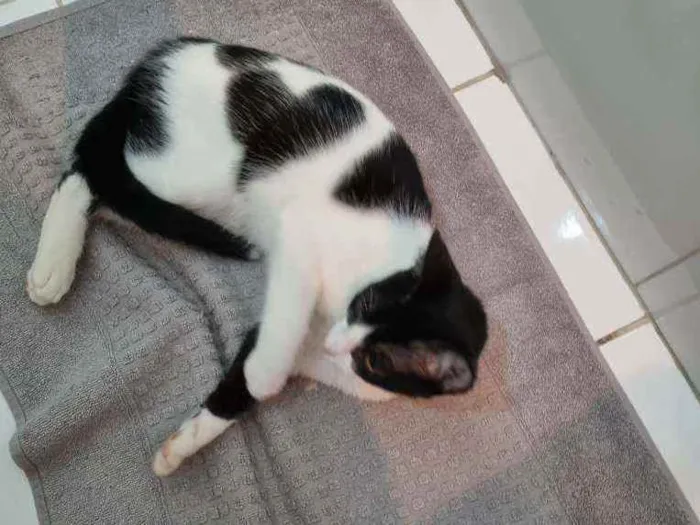 Gato ra a Felino SRD idade 2 a 6 meses nome ALICE