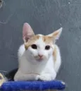 Tom Tom
