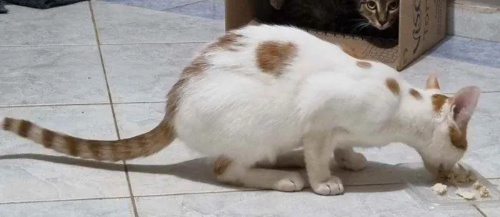 Gato ra a Felino SRD idade 2 a 6 meses nome Tom Tom