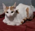 Tom Tom