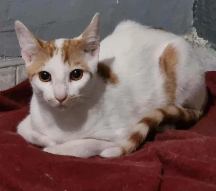 Gato ra a Felino SRD idade 2 a 6 meses nome Tom Tom