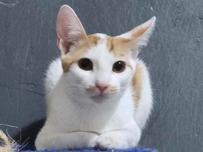 Gato ra a Felino SRD idade 2 a 6 meses nome Tom Tom