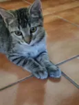 Xuxu