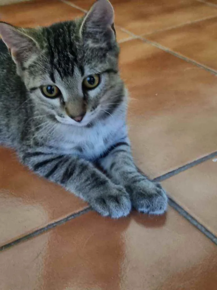 Gato ra a Felino SRD idade 2 a 6 meses nome Xuxu