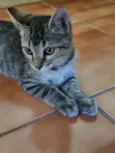 Xuxu