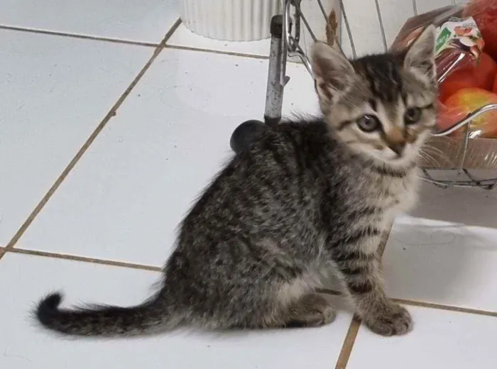 Gato ra a Felino SRD idade 2 a 6 meses nome Xuxu