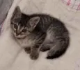 Xuxu